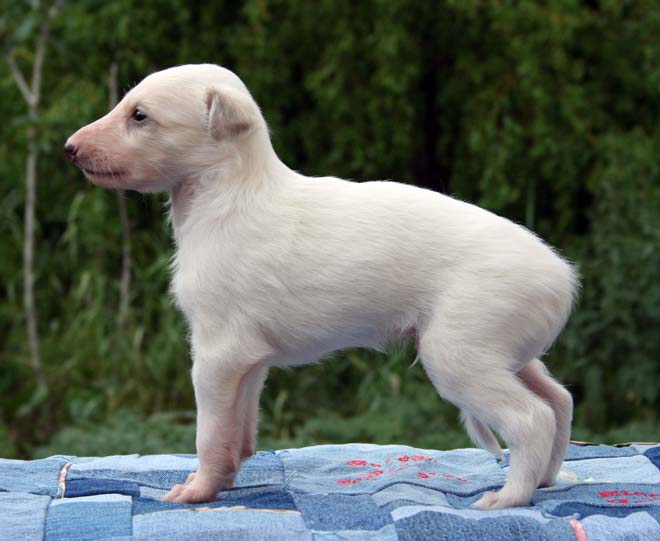 Puppy 6 Left 4 weeks